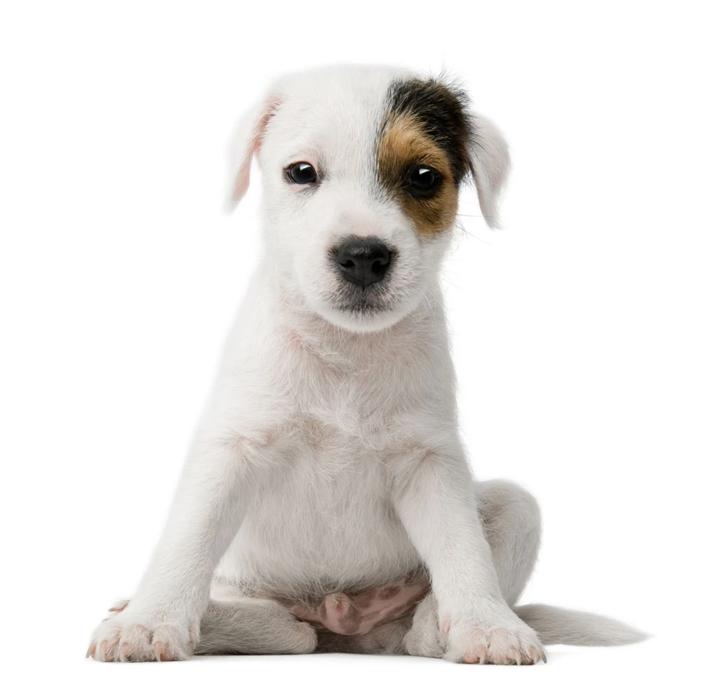 Animal Crackers Dog Day Care Boarding & Grooming