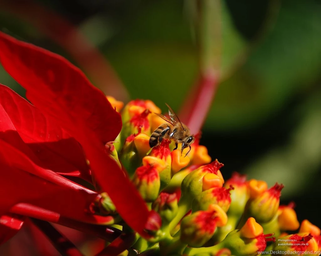 PABLO FLORES PHOTOGRAPHY Wallpapers