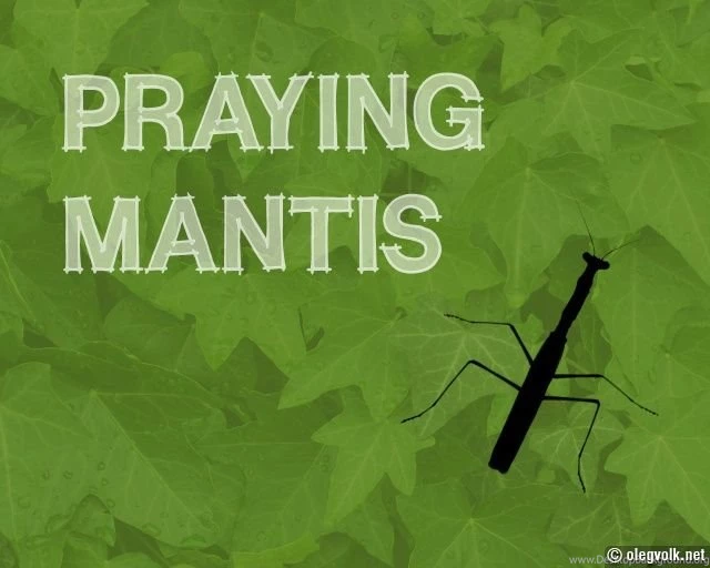 Mantis00471.jpg
