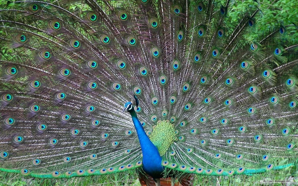 Free Wallpapers Free Animal Wallpapers Microsoft Exquisite ...
