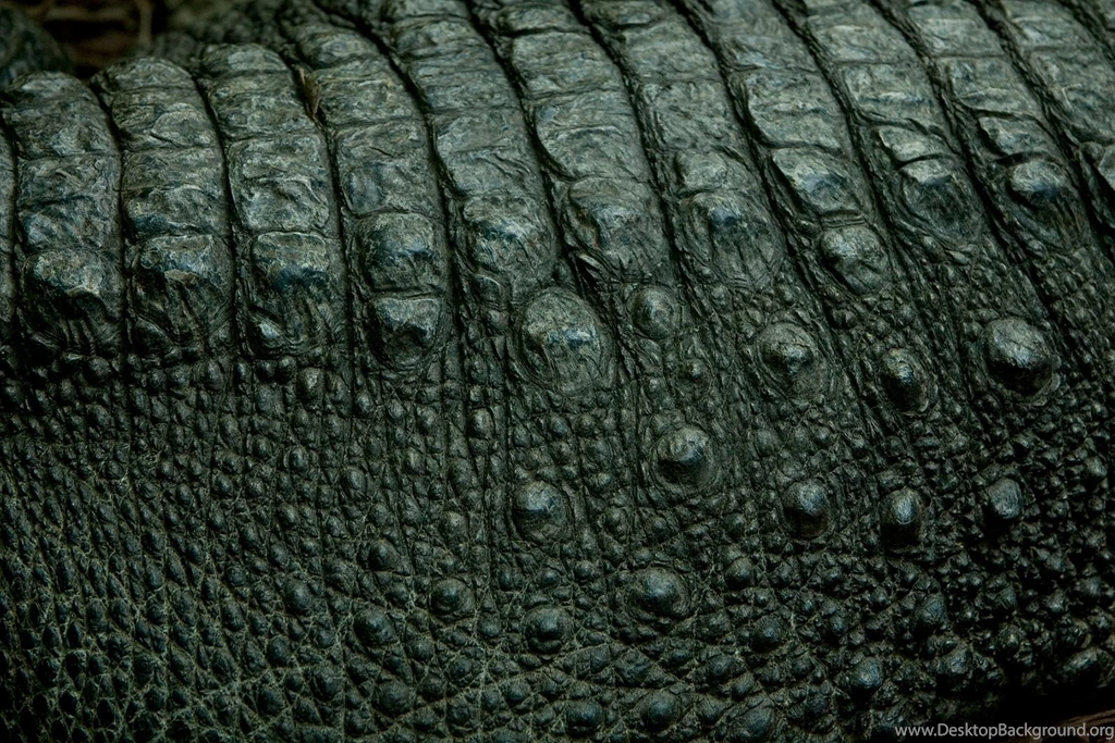 SURFACES Leather & Skin On Pinterest