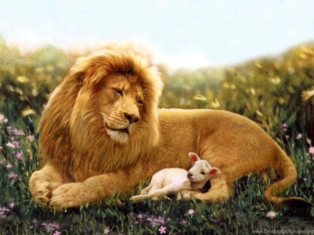 Lion And Lamb Images Wallpapers HD Wide