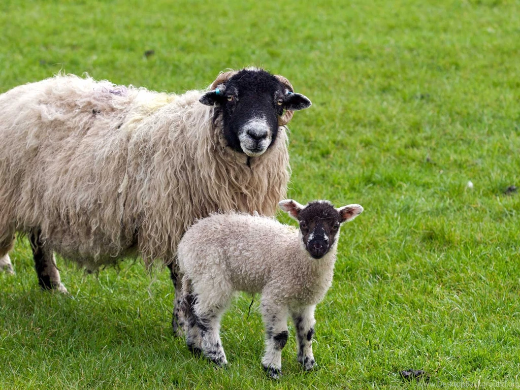 Sheep Desktop Wallpapers   , New Wallpapers, New Wallpapers