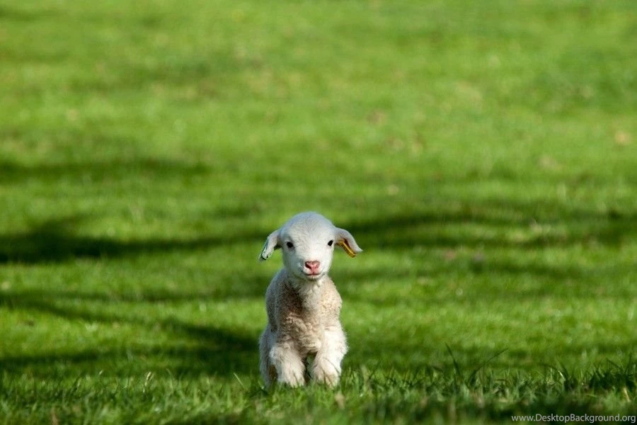 Cute Lamb Wallpapers