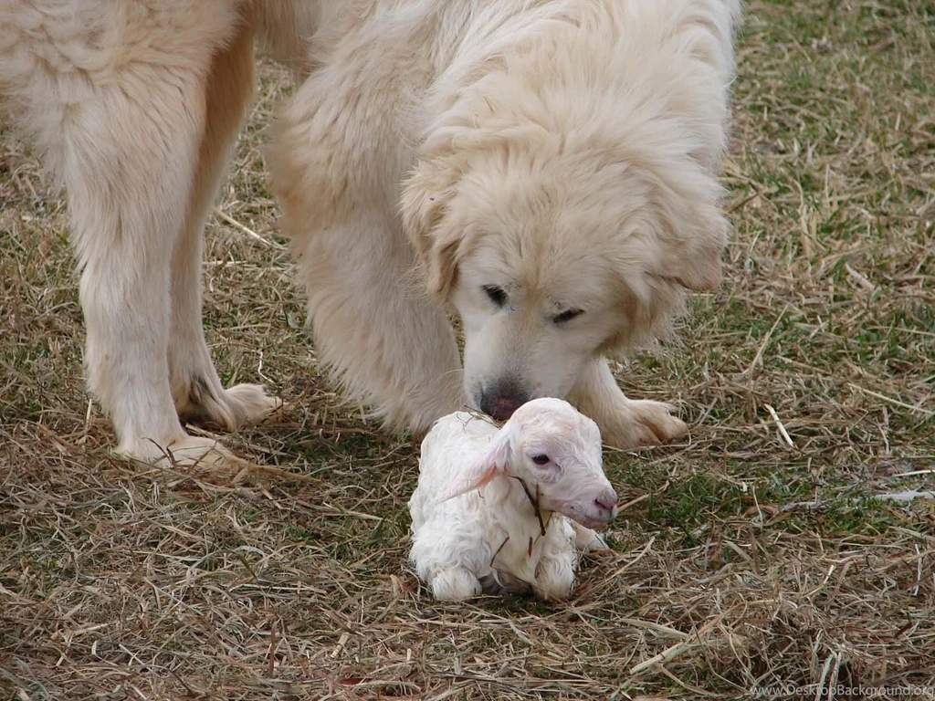 Great Pyrenees Wallpapers   HD Wallpaper Backgrounds Of Your Choice