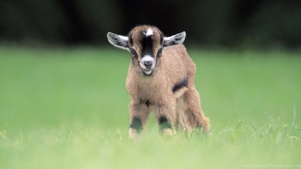 Attractive Adorable Wallpaper Lamb Image Goat Picture.jpg