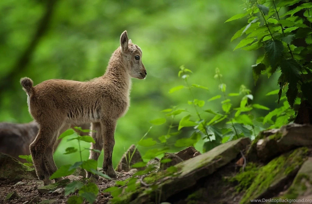 Lamb Goat Puppy Animal Grass Nature Baby Forest Wallpapers ...