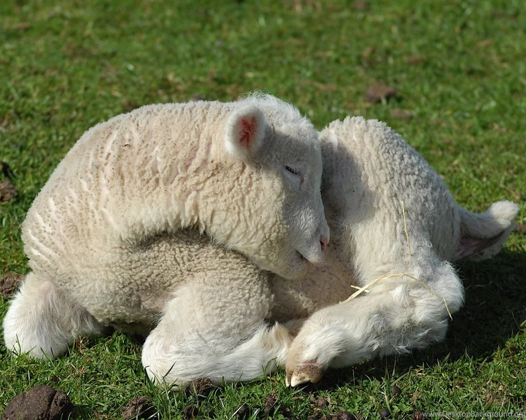 Sheep: Baby Sunshine Lamb Sheep Cute Pictures For HD 16:9 High ...