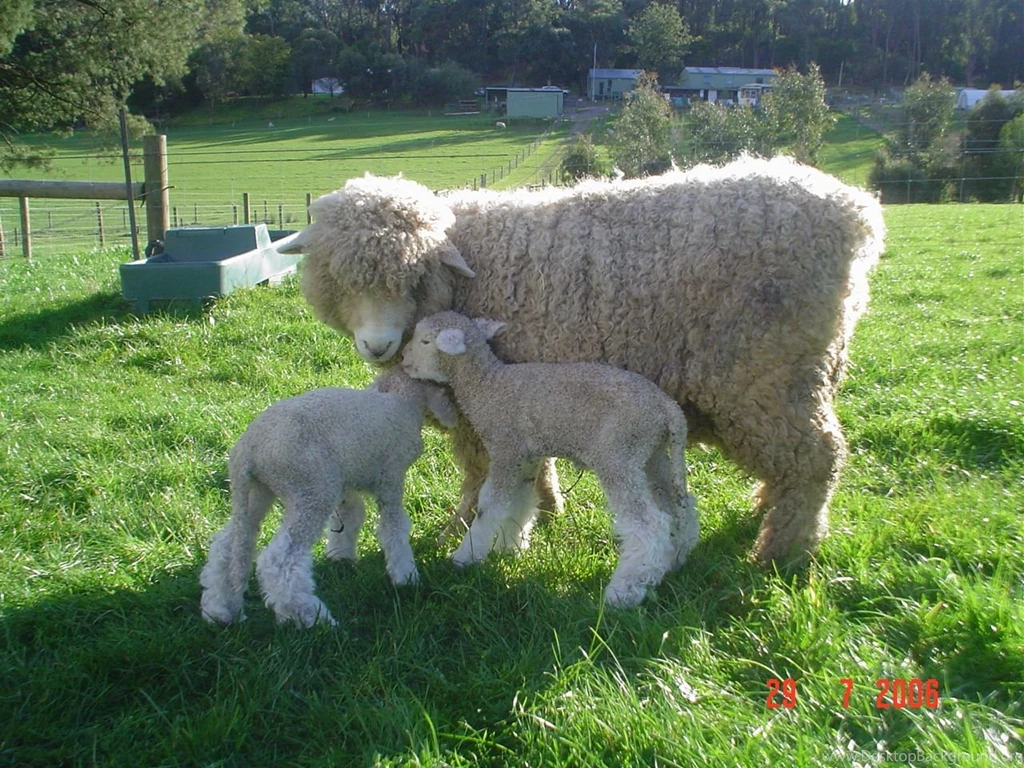 Sheep Ewe And Lamb