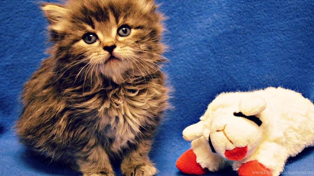 HTC Evo 4G Wallpapers Page 196: Like Lamb Toy Animal Cat Blue ...