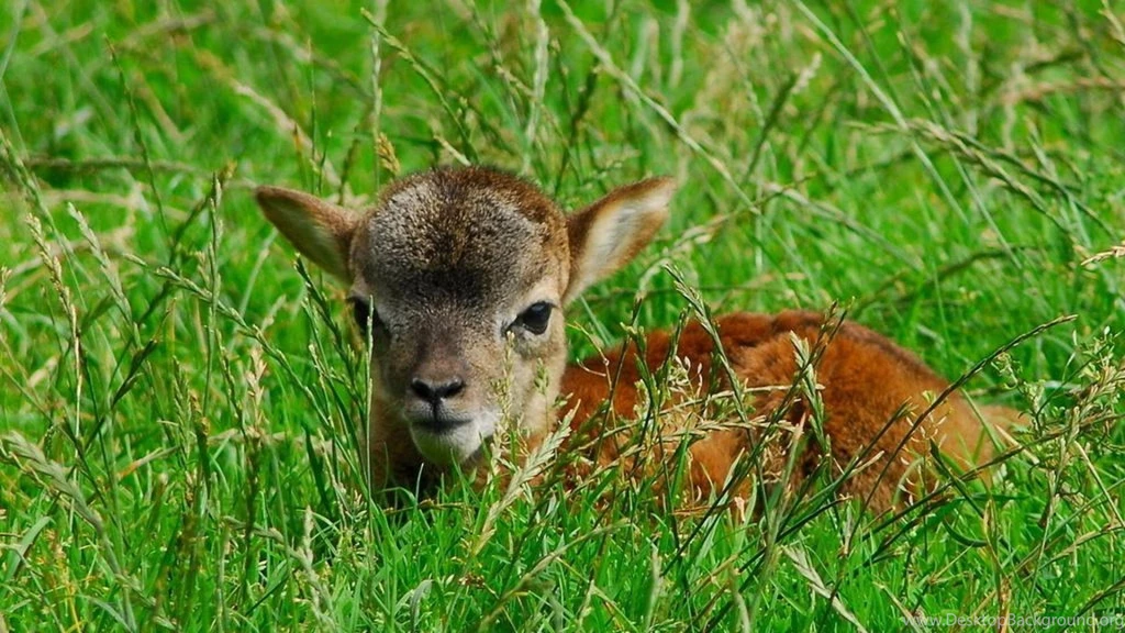 CUTE LAMB WALLPAPER   (