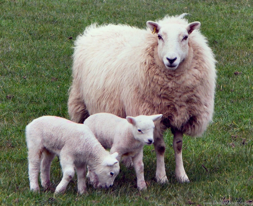 Lambs And Sheep – Sky HD Wallpapers