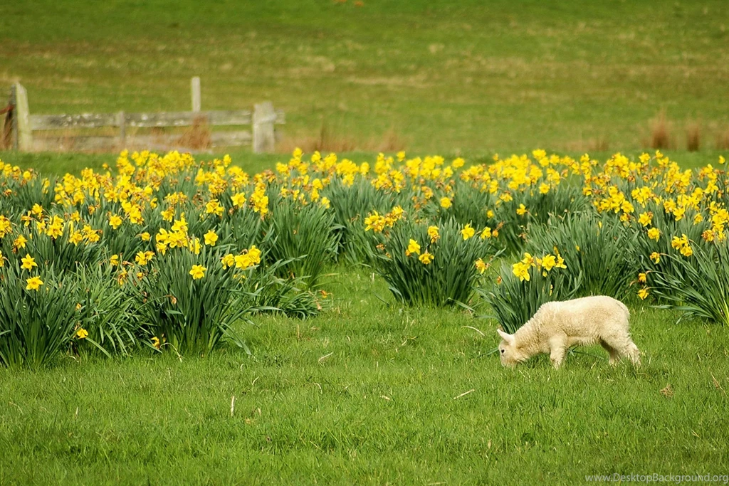 Lamb Daffodils