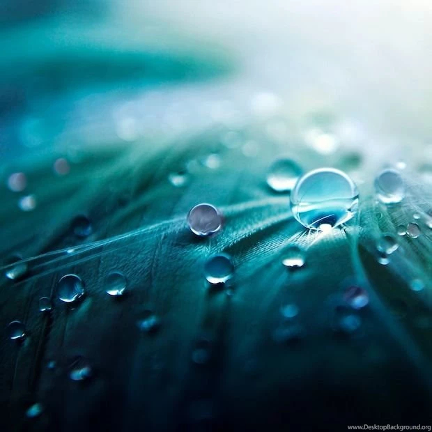 Water feathers wallpaper.jpg