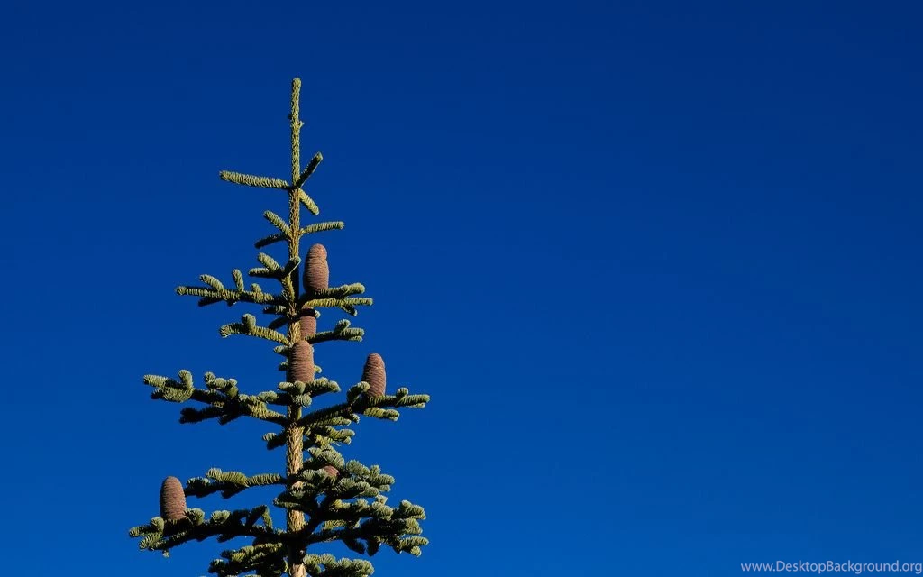 Xmas Tree, Minimal Desktop Backgrounds Wallpapers