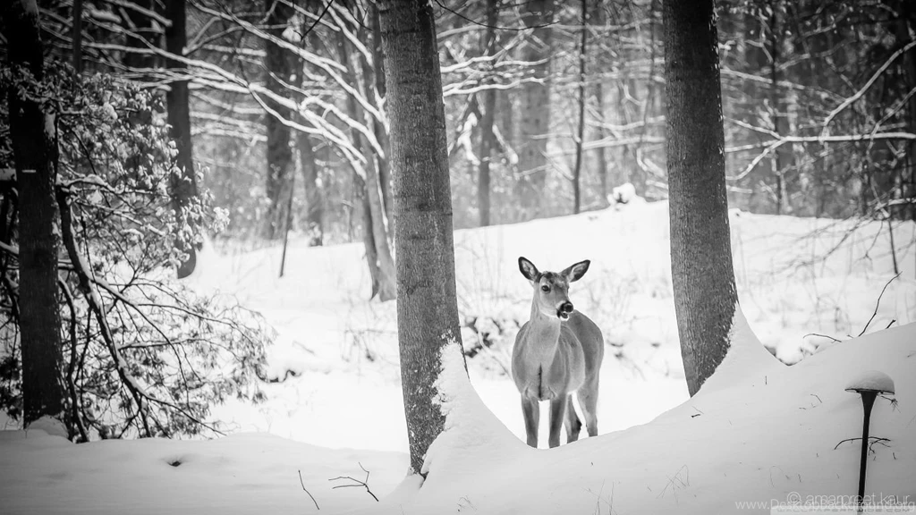 Interesting Encounters HD Desktop Wallpapers : Widescreen ...