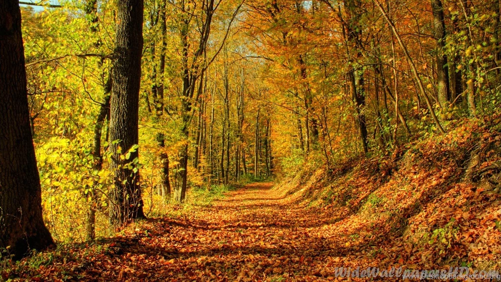 Fall Thanksgiving Wallpapers Wallpapers Cave