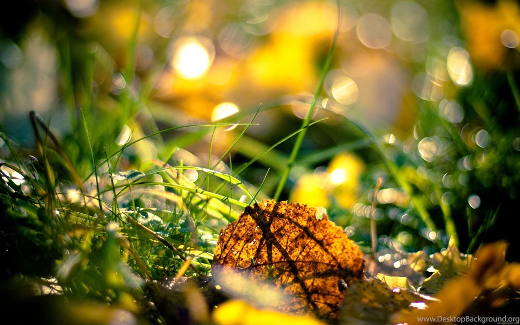 Hd Wallpapers Windows 8 Nature   1685139