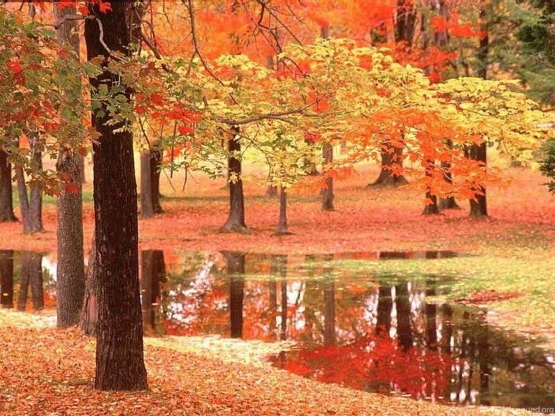 Autumn_natura 1.jpg