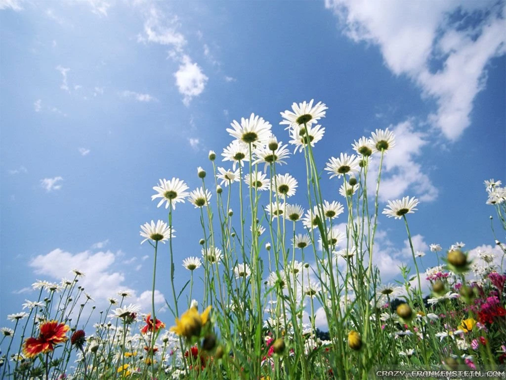 Beautiful Spring Wallpapers 2   Crazy Frankenstein