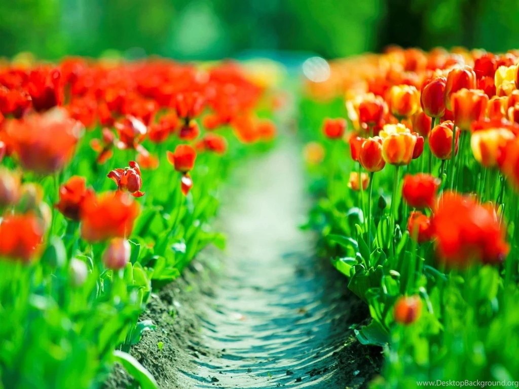 Spring Backgrounds Free Download