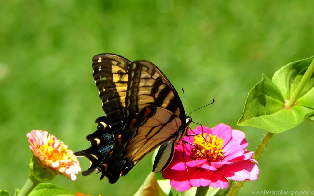 Beautiful Spring Spring Wallpapers (27865685) Fanpop