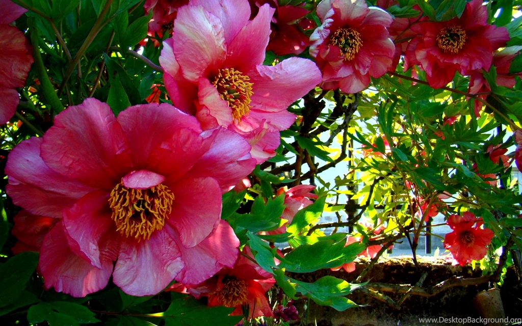 Beautiful Spring >> HD Wallpaper, Get It Now!