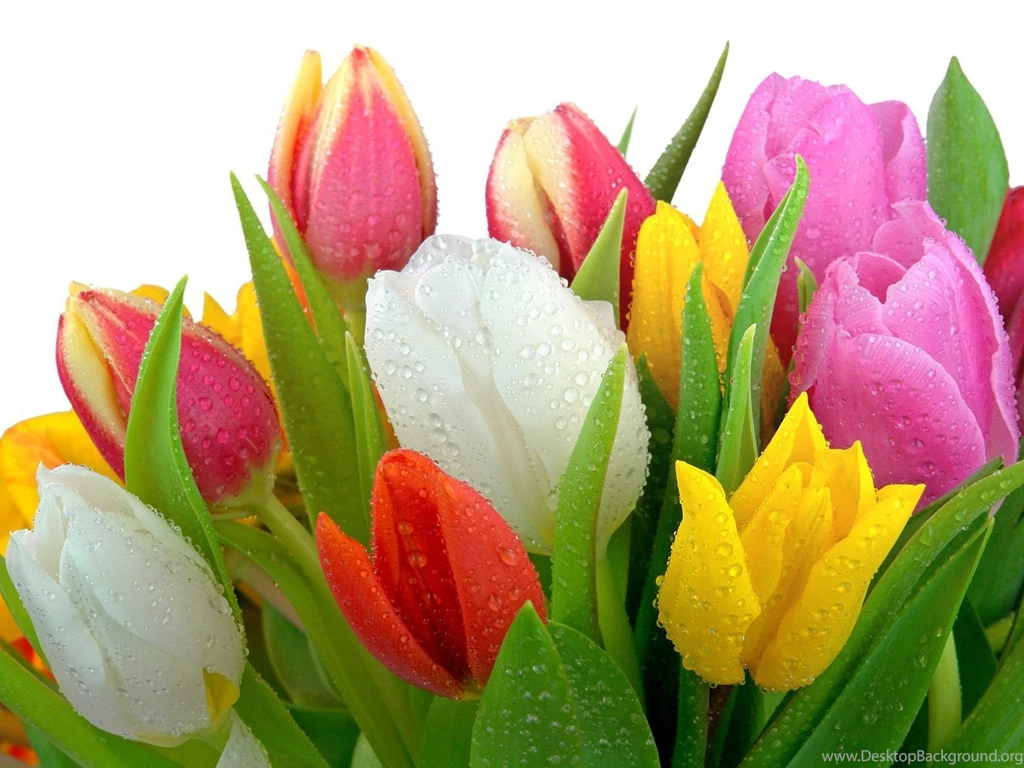 Beautiful Spring   Spring Wallpapers (27865886)   Fanpop