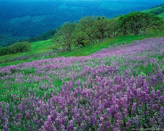 Beautiful Nature Photography Wallpapers 24   Wallcoo.net