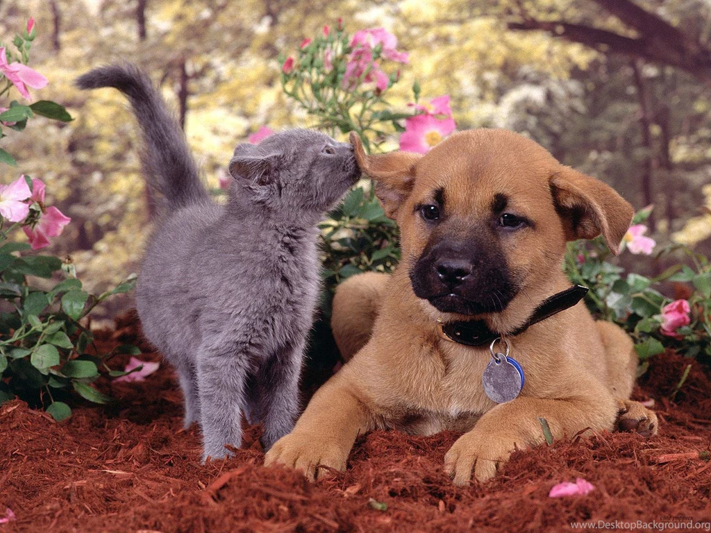 Dogs And Cats Playing   Wallpaper.