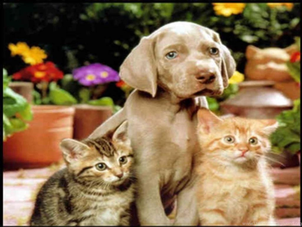 Cat Wallpapers Free: Dogs And Cats Wallpapers