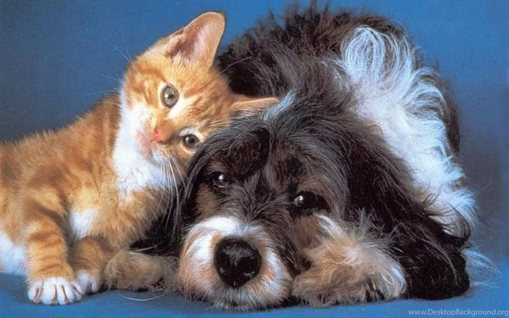 Cats and dogs 07.jpg