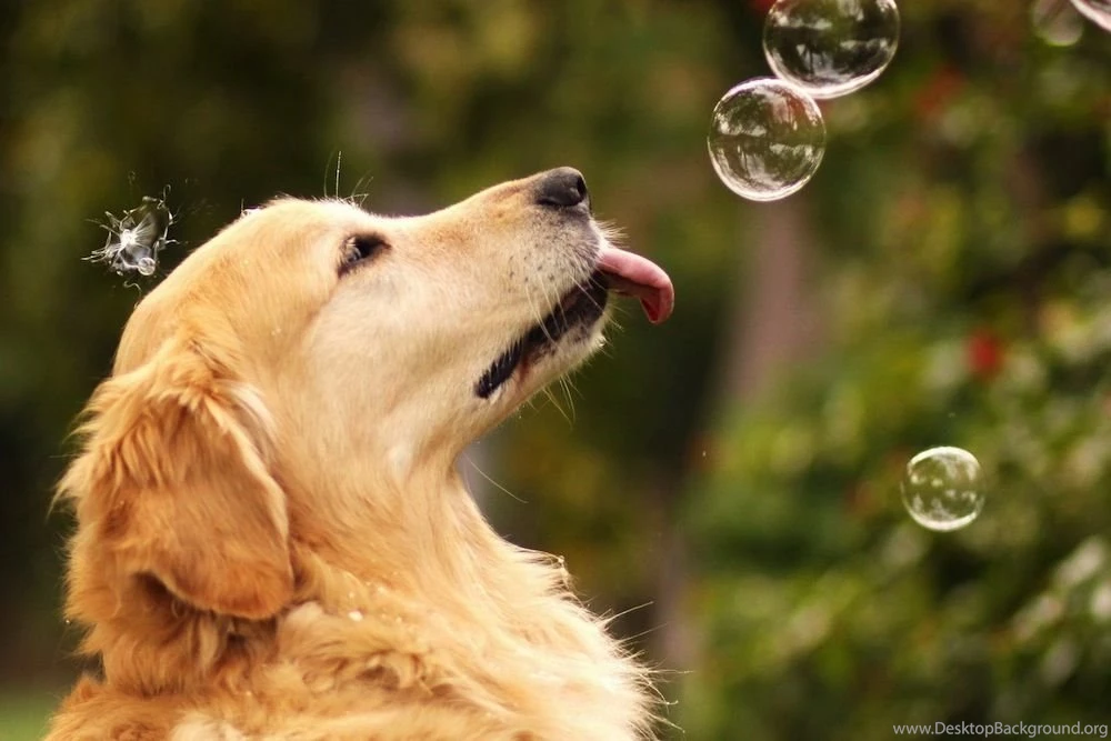 Cute golden retriever wallpaper dogs.jpg