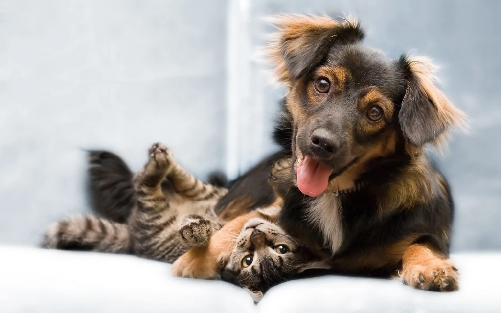 Dogs And Cats Wallpapers   Wallpapers