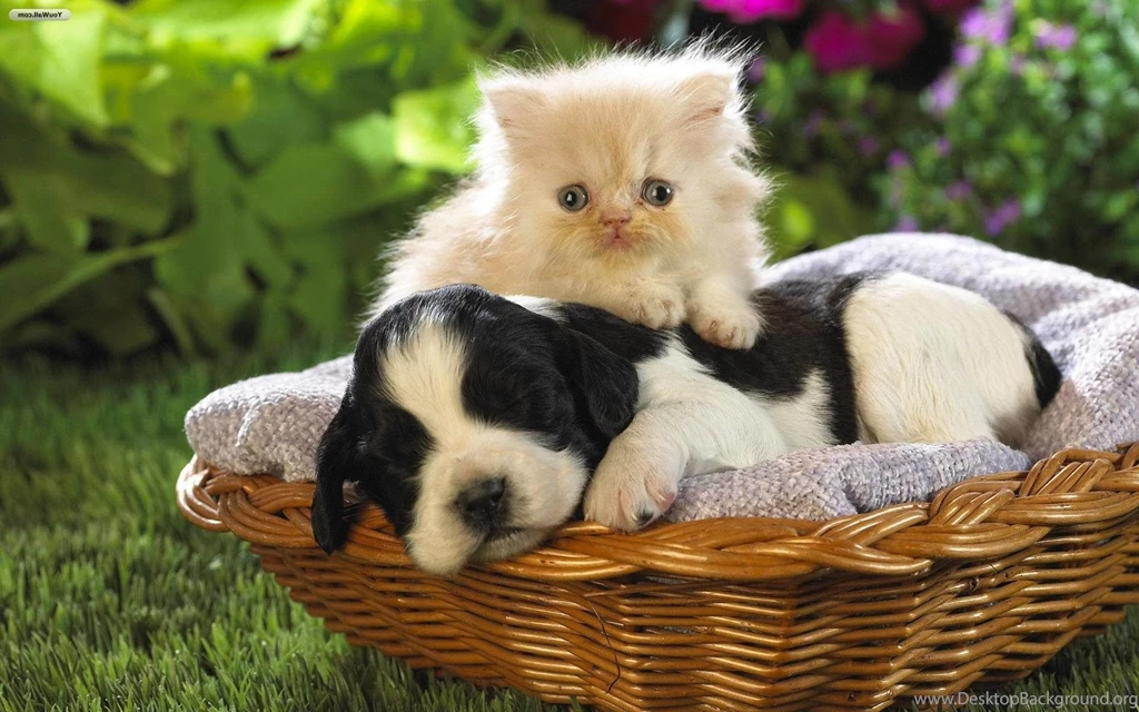 Cats And Dogs Wallpapers   Wallpapers Cave