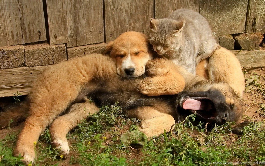 Dog Puppy Cat Friends Friendship Wallpapers