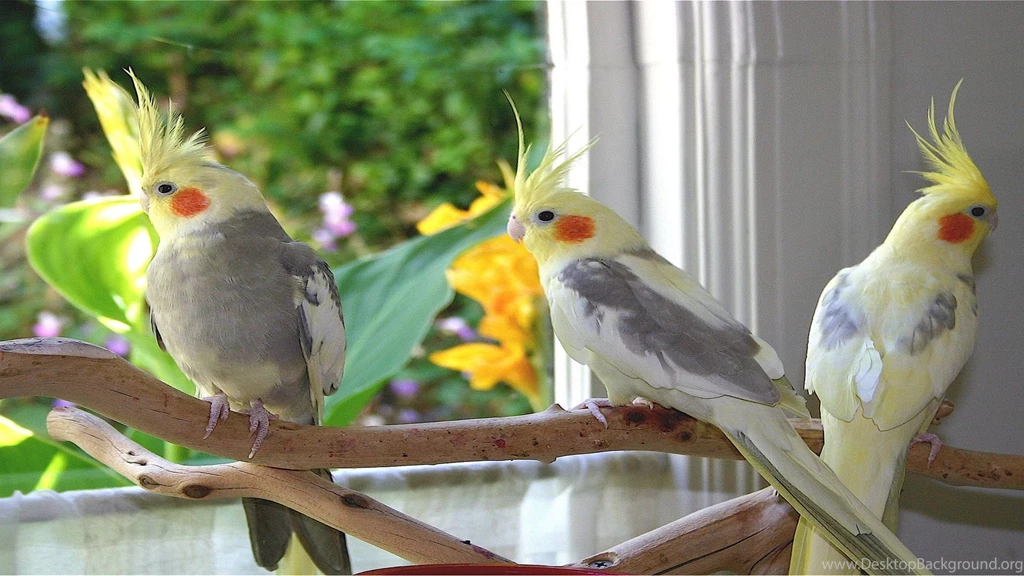 Beautiful three cockatiel birds wallpapers best desktop backgrounds ...