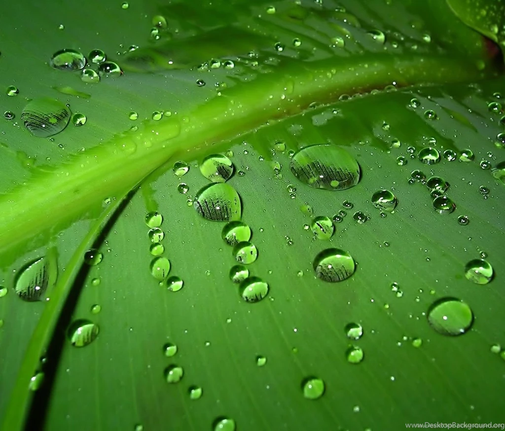 Download Water Drops Wallpapers For Samsung Galaxy Tab
