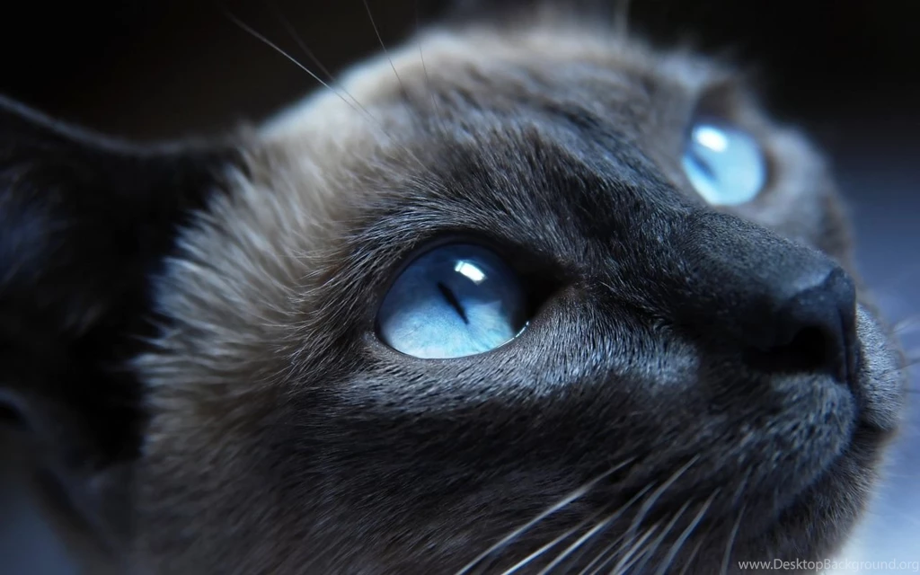 1280x800 Cat With Blue Eyes Desktop PC And Mac Wallpapers