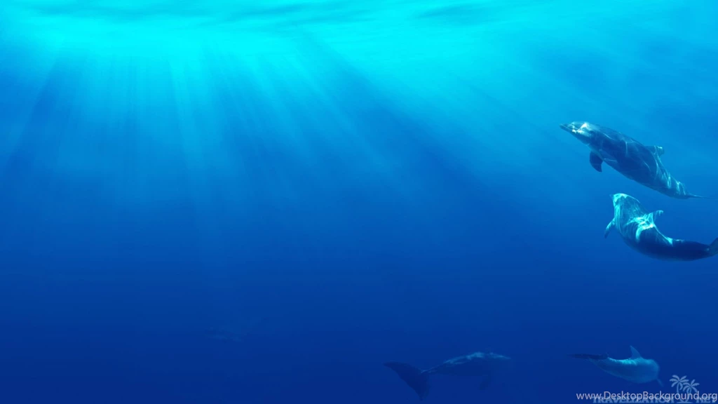 Amazing Dolphins Wallpapers