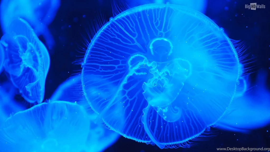 Deep Sea Creature HD Walls