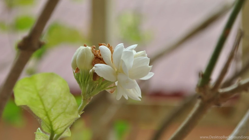 Jasmine Flower HD Wallpapers