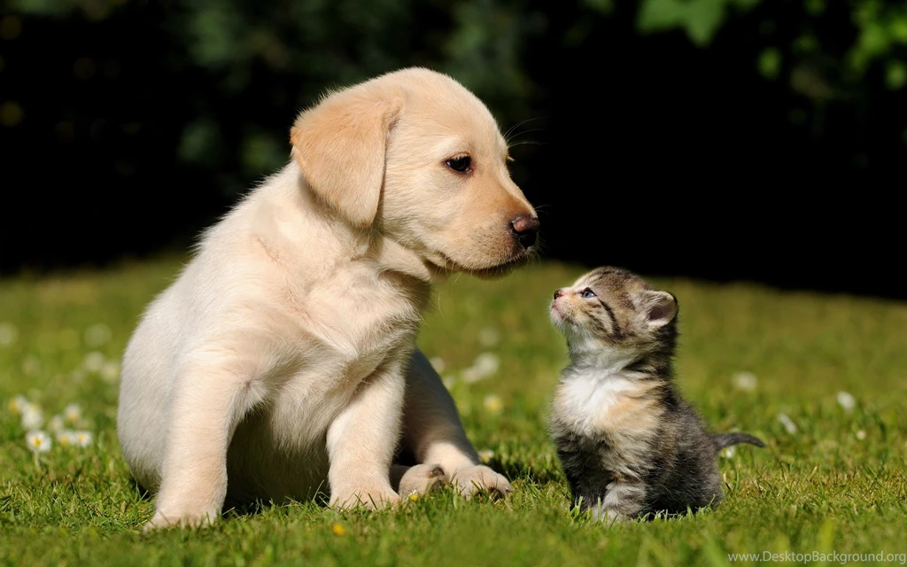 2880x1800 Cute Puppy Kitten Wallpapers