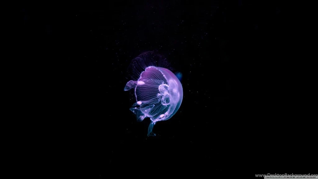 Jellyfish   Deep Blue Sea HD Desktop Wallpapers : High Definition ...
