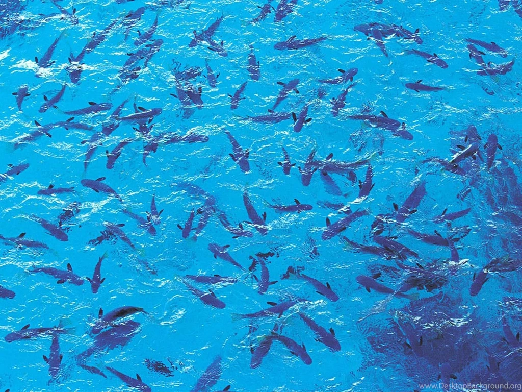 Deep Ocean Planet Fish Wallpapers