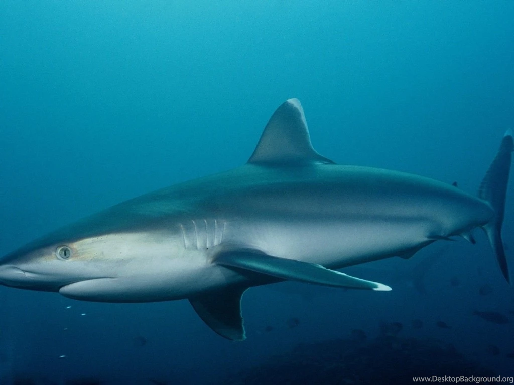 Shark In The Deep Sea Wallpapers