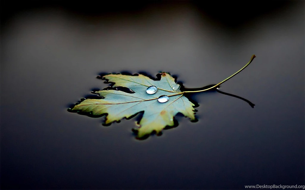 Water Leaf Drops Mac Wallpapers Download