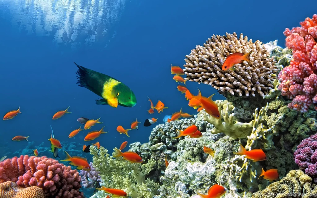 Ocean Reef 2880 X 1800 Retina Display Wallpapers