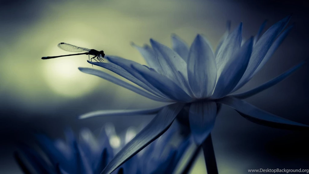 Dragonfly Desktop Wallpapers