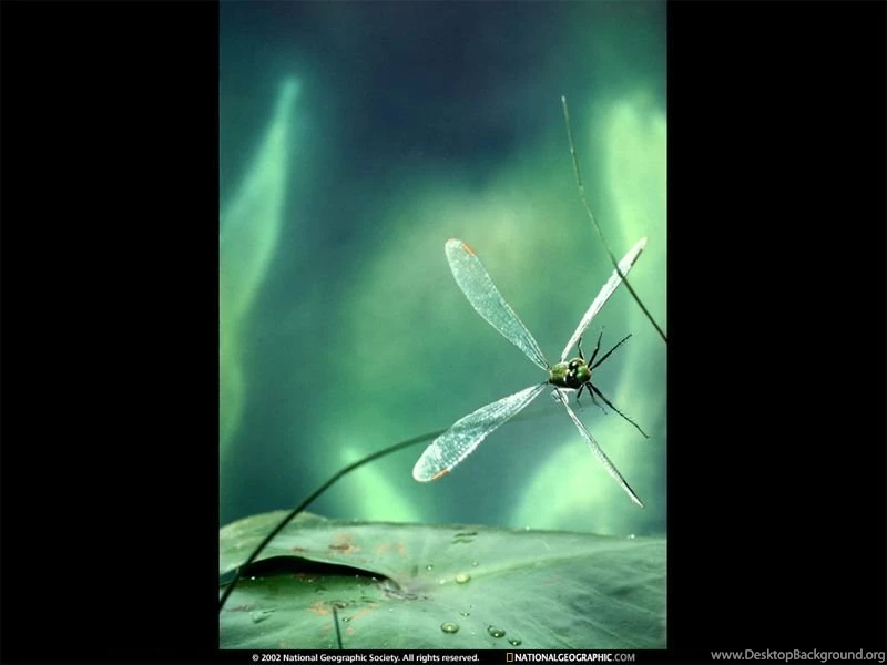 Dragonfly Lily Pad Picture, Dragonfly Lily Pad Desktop Wallpapers ...